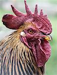 Vertical picture of  beautiful colorful rooster looking at the camera