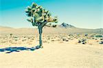 Lone joshua tree, Death Valley National Park, California, USA