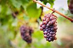 Close up of bunch of red grapes on vine, Kelowna, British Columbia, Canada