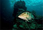 Nassau grouper on coral reef.