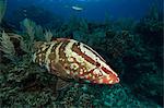 Nassau grouper on coral reef.