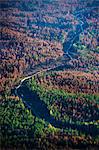 Dead trees in autumn forest