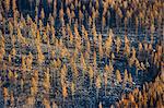 Dead trees in autumn forest