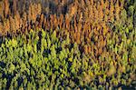 Dead trees in autumn forest