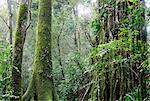 Trees in old forest