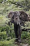 Elephant looking at camera