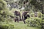 Elephants among trees