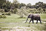 Elephant walking