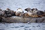 Colony of seals at sea