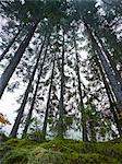 Forest, low angle view