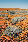 A naturalised crop of the vivid orange flowers, the California poppy, Eschscholzia californica, flowering, in the Antelope Valley California poppy reserve. Papaveraceae.