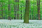 Ramsons (Allium ursinum) in European Beech (Fagus sylvatica) Forest in Spring with lush green Foliage, Hainich National Park, Thuringia, Germany