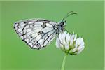 Marbled White (Melanargia galathea) Butterfly on Clover Flower, Bavaria, Germany