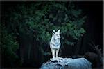 Wild Coyote, Yosemite National Park, California, USA.