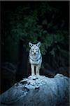 Wild Coyote, Yosemite National Park, California, USA.