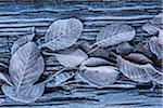 Close-up of frosted leaves in winter, Wareham Forest, Dorset, England