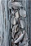 Close-up of frosted leaves on a tree trunk in winter, Wareham Forest, Dorset, England.