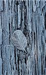 Close-up of frosted leaf on a tree trunk in winter, Wareham Forest, Dorset, England