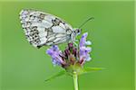 Marbled White (Melanargia galathea) Butterfly on Purple Flower, Bavaria, Germany