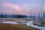 Mist with Dead Trees and Stream at Sunrise, Firehole Lake Drive, Yellowstone National Park, Wyoming, USA