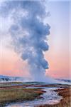 Old Faithful Geyser Steaming at Dawn, Upper Geyser Basin, Yellowstone National Park, Teton County, Wyoming, USA