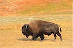 Bison (Bison bison) Bull in Yellow Grass in Autumn, Yellowstone National Park, Wyoming, USA