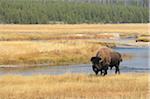 Bison (Bison bison) Bull near River in Yellow Grass in Autumn, Yellowstone National Park, Wyoming, USA