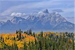 Teton Range with Grand Teton and Trees in Autumn Foliage in foreground. Grand Teton National Park, Wyoming, USA