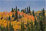 Mixed Forest in Autumn Foliage, Grand Teton National Park, Wyoming, USA