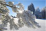 Landscape of Frozen Trees on Early Morning in Winter, Bavarian Forest, Bavaria, Germany