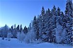 Landscape of Forest in Winter by Moonlight at Night, Bavarian Forest, Bavaria, Germany