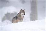 Close-up of a European grey wolf (canis lupus) in winter, Bavarian Forest, Bavaria, Germany