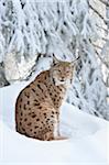 Close-up portrait of a European lynx (lynx lynx) sitting in snow in winter, Bavarian Forest, Bavaria, Germany