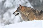 Close-up portrait of a European grey wolf (canis lupus) in winter, Bavarian Forest, Bavaria, Germany