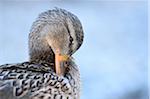 Close-up portrait of a mallard duck (Anas platyrhynchos) preening, Lake Grundlsee in winter, Styria, Austria