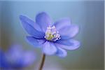 Close-up of a Common Hepatica (Anemone hepatica) flowering in spring, Bavaria, Germany