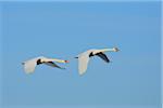 Two Mute Swans (Cygnus olor), flying against blue sky, Hesse, Germany