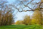 Bare, branches of Oak Tree with view of grassy field in Early Spring, Park Schoenbusch, Aschaffenburg, Lower Franconia, Bavaria, Germany