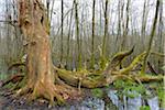 Dead, Old Oak Tree and Black Alders (Alnus glutinosa) in Wetland, Early Spring, Hesse, Germany