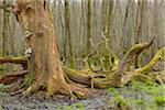 Dead, Old Oak Tree and Black Alders (Alnus glutinosa) in Wetland, Early Spring, Hesse, Germany