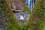 Close-up of Bird-Nest with Eggs from Greylag goose (Anser anser) on moss coverd tree trunks of balck alders, Hesse, Germany