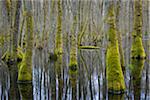 Black Alders (Alnus glutinosa) in Wetland, Early Spring, Hesse, Germany