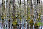 Black Alders (Alnus glutinosa) in Wetland, Early Spring, Hesse, Germany