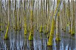 Black Alders (Alnus glutinosa) in Wetland, Early Spring, Hesse, Germany