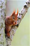 Close-up portrait of Red Squirrel (Sciurus vulgaris) sitting in tree eating, in Early Spring, Hesse, Germany