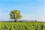 Tree in field of green plants in Early Spring, Kuehkopf-Knoblochsaue Nature Reserve, Hesse, Germany