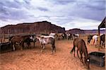 Horses on ranch with dark, cloudy sky, Monument Valley, Arizona, USA