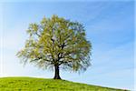 Old Oak Tree on hill in Early Spring, Odenwald, Hesse, Germany