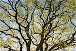 Low angle view of branches of Old Oak Tree in spring, Odenwald, Hesse, Germany