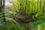 Beech tree (Fagus sylvatica) Forest and Brook in Spring, Hesse, Germany